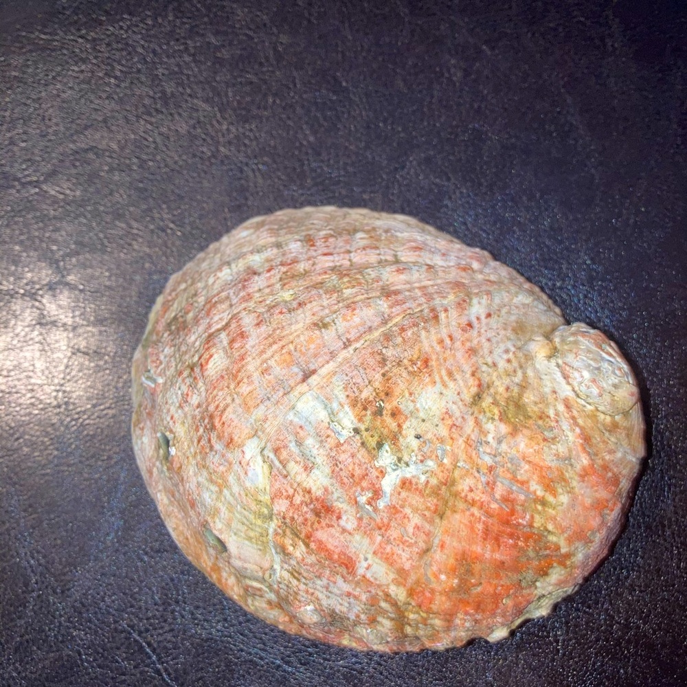 Alabone Shell - Picture 4 of 6